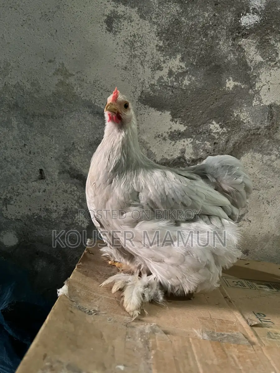 সিলভার কোচিন