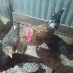 দেশি মুরগী