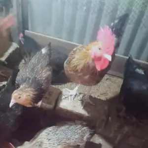 দেশি মুরগী