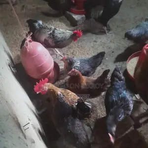 দেশি মুরগী
