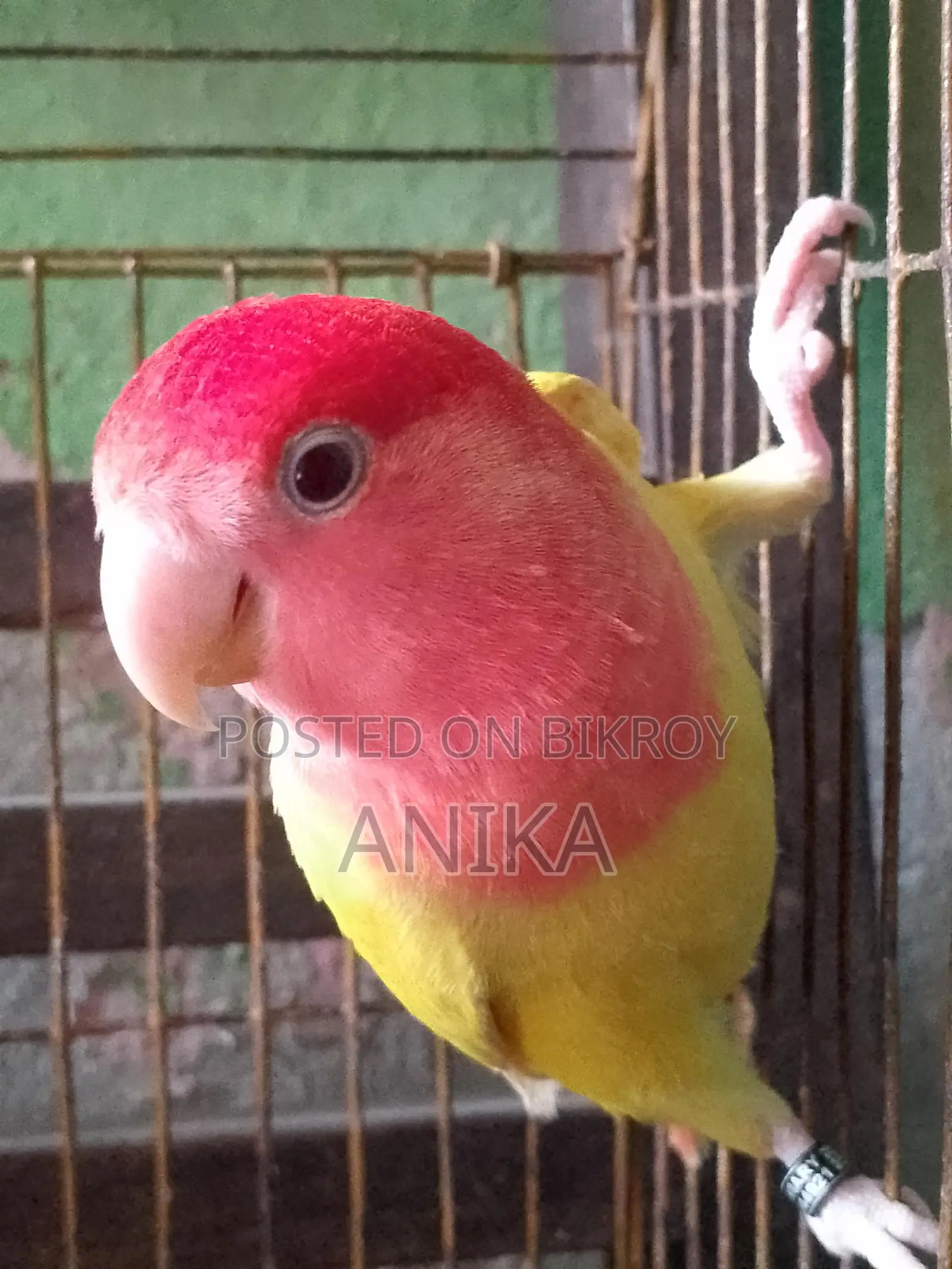 Lovebird