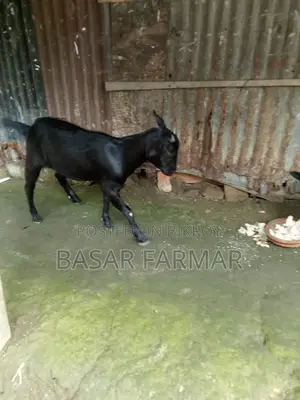 Two Healthy Goats Ready for Qurbani (1 Year Old)