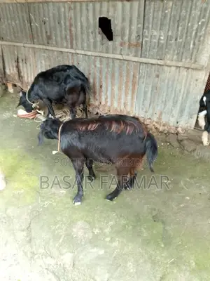 Two Healthy Goats Ready for Qurbani (1 Year Old)