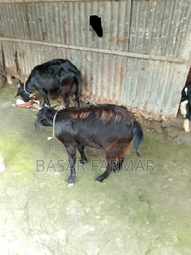 Two Healthy Goats Ready for Qurbani (1 Year Old)