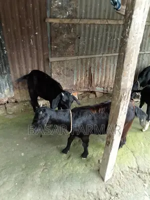 Two Healthy Goats Ready for Qurbani (1 Year Old)