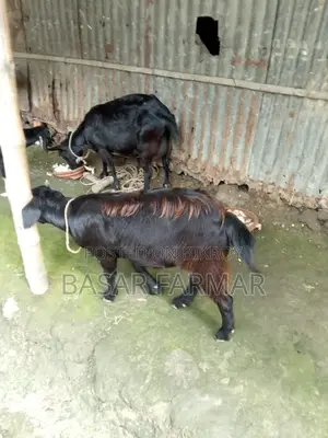 Two Healthy Goats Ready for Qurbani (1 Year Old)