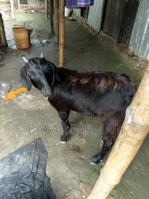 Two Healthy Goats Ready for Qurbani (1 Year Old)