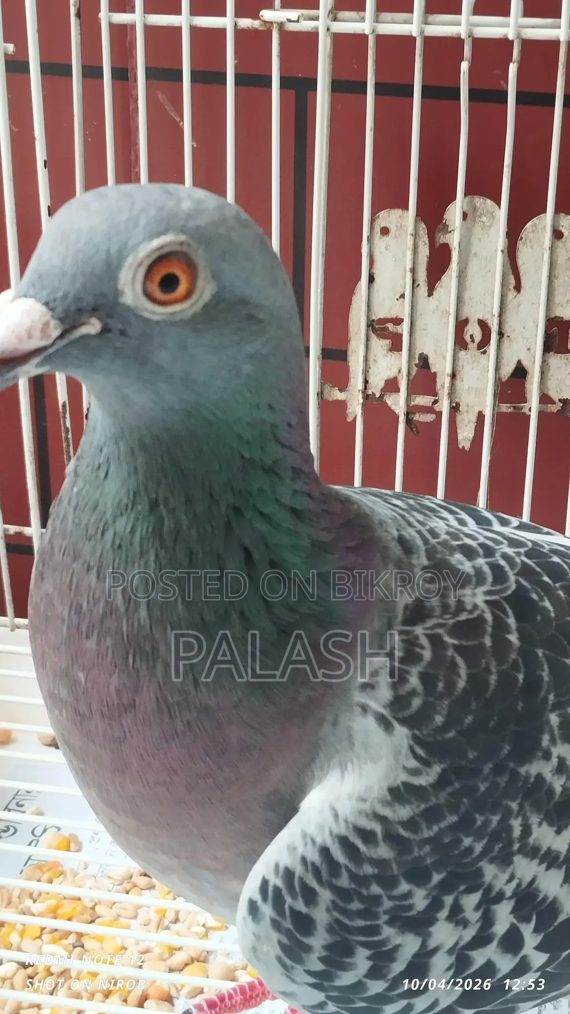 মাক্সি রেসার কবুতর মাদি