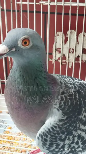 মাক্সি রেসার কবুতর মাদি