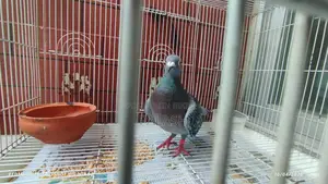 মাক্সি রেসার কবুতর মাদি