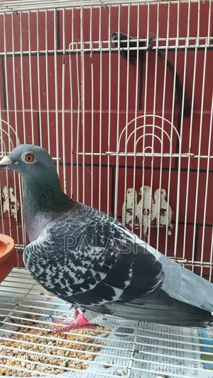 মাক্সি রেসার কবুতর মাদি