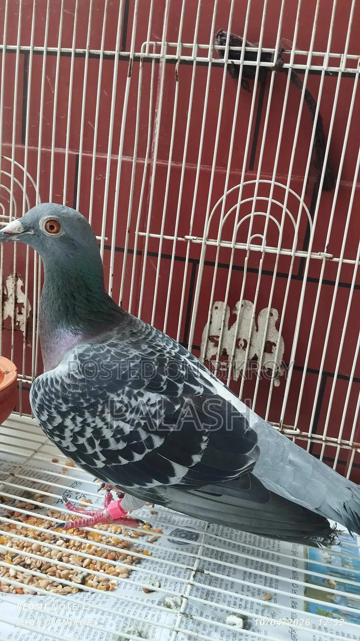 মাক্সি রেসার কবুতর মাদি