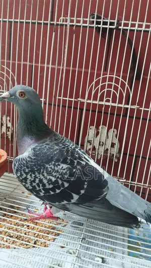 মাক্সি রেসার কবুতর মাদি