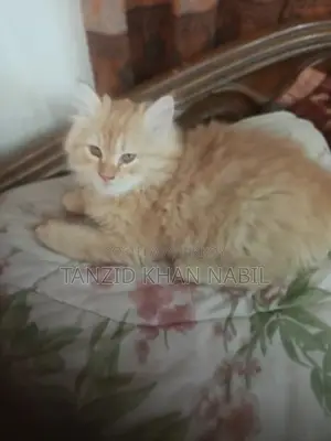 Male Persian Cat