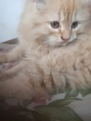 Male Persian Cat
