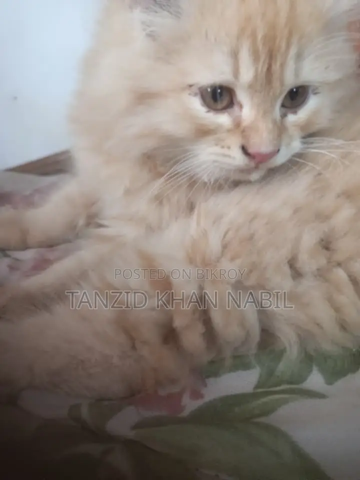 Male Persian Cat