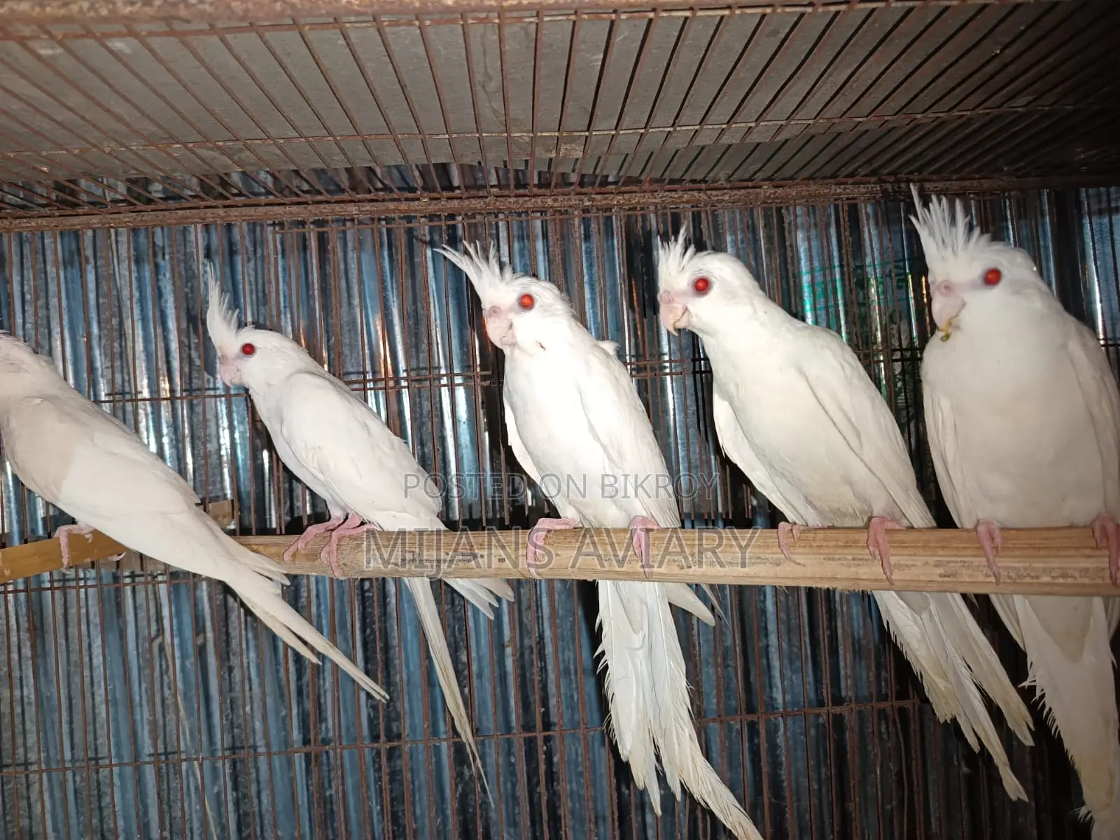 Albino Running Cockatiel