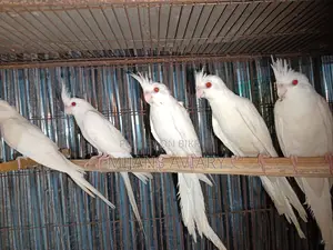 Albino Running Cockatiel