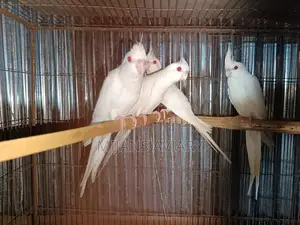 Albino Running Cockatiel
