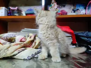 Persian Female Kitten