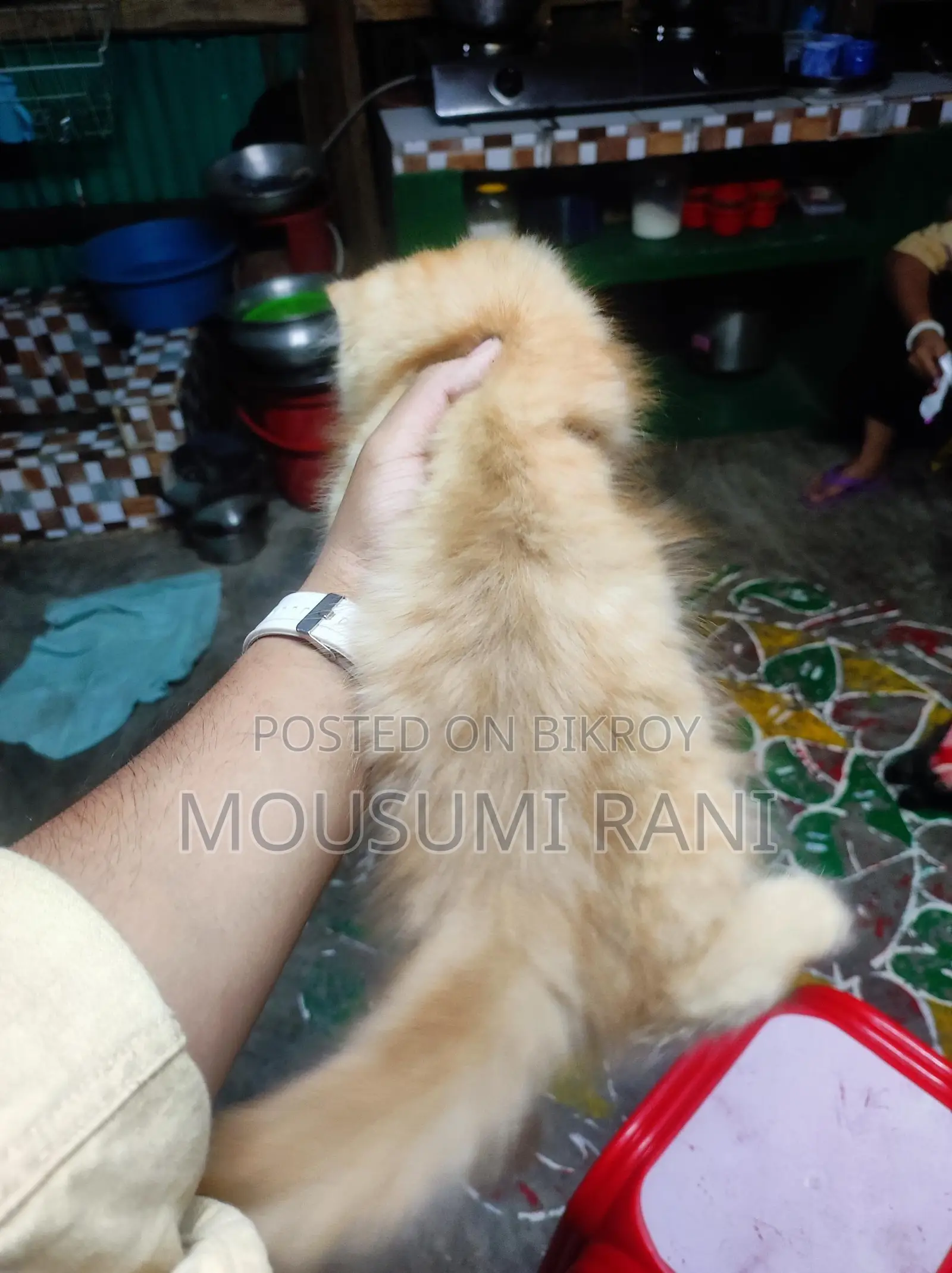 Persian Female Kitten
