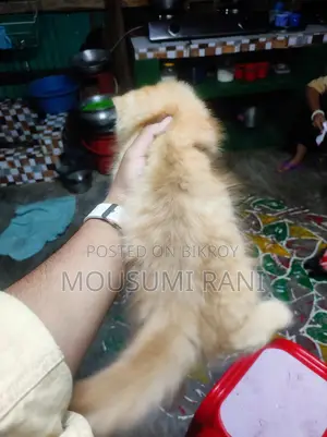 Persian Female Kitten