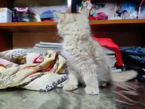 Persian Female Kitten