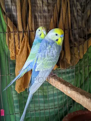 Rainbow Adult Pair