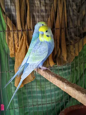 Rainbow Adult Pair