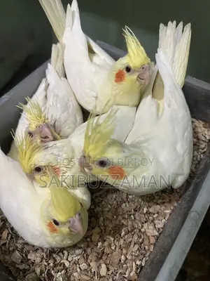 Cockatiel Bird