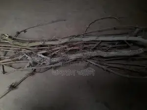 চুইঝাল ৩কেজি মাত্র ৯০০