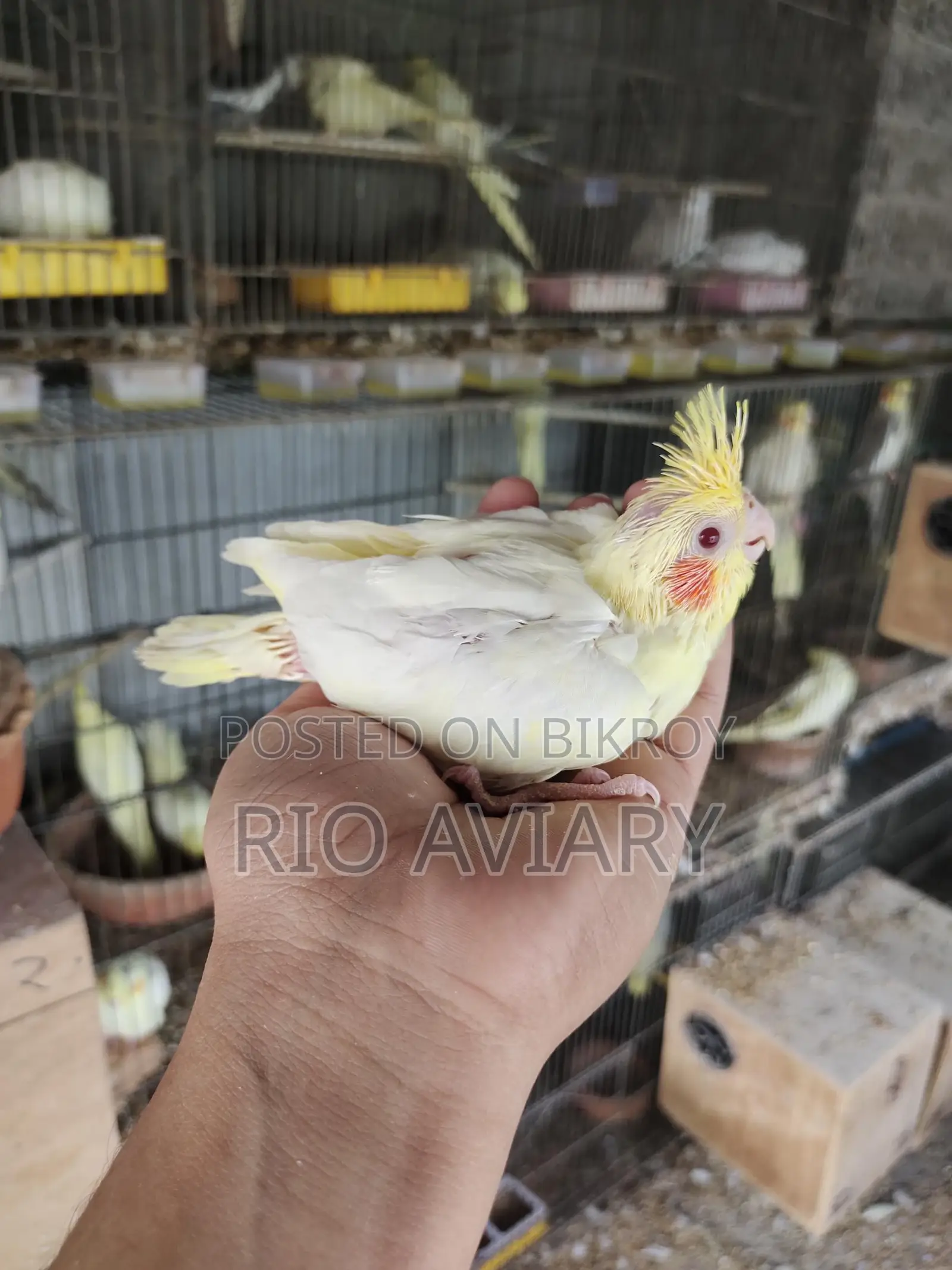 টেম সাইজ লুটিনো ককাটেল