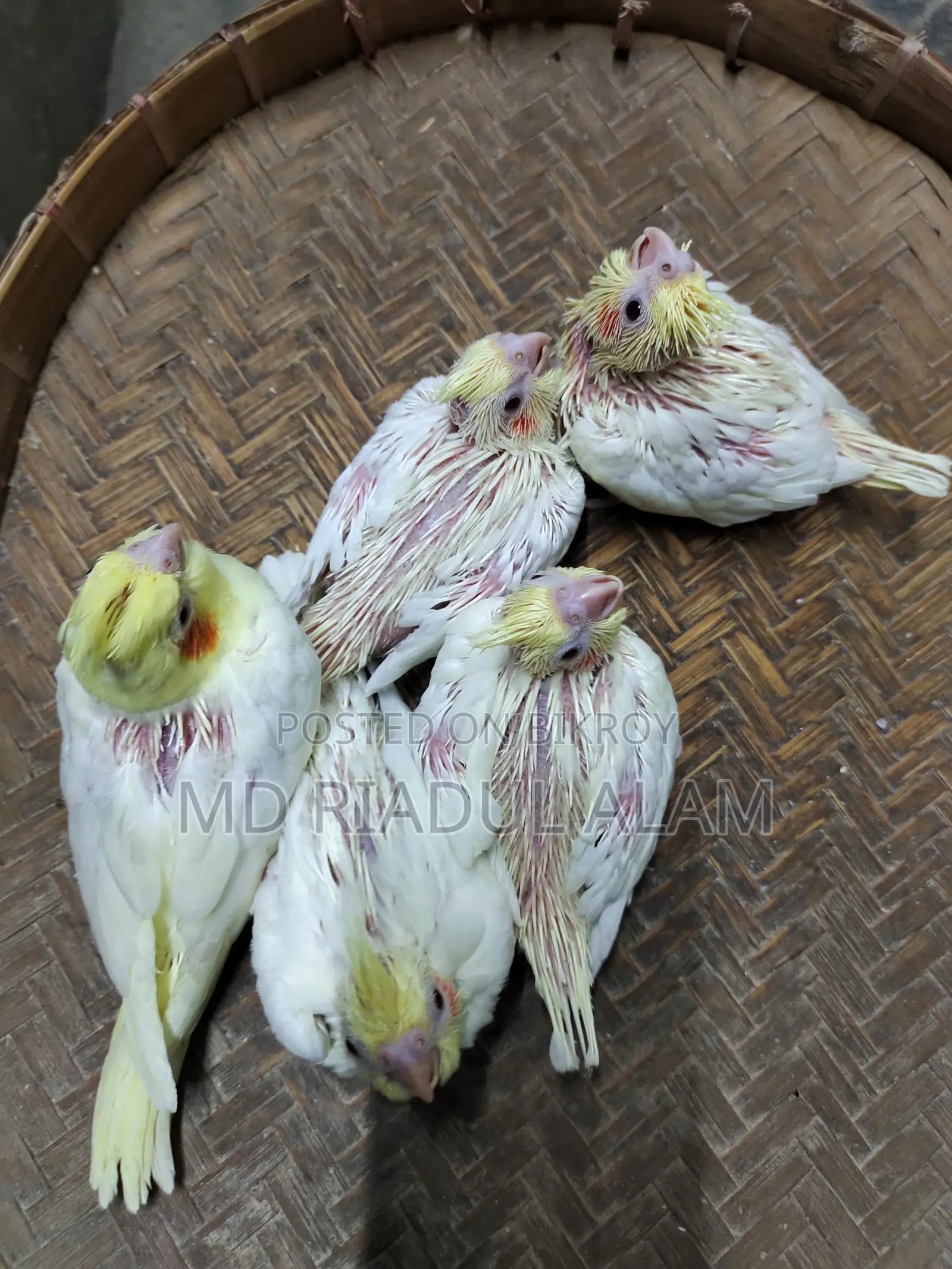 টেম সাইজ লুটিনো ককাটেল