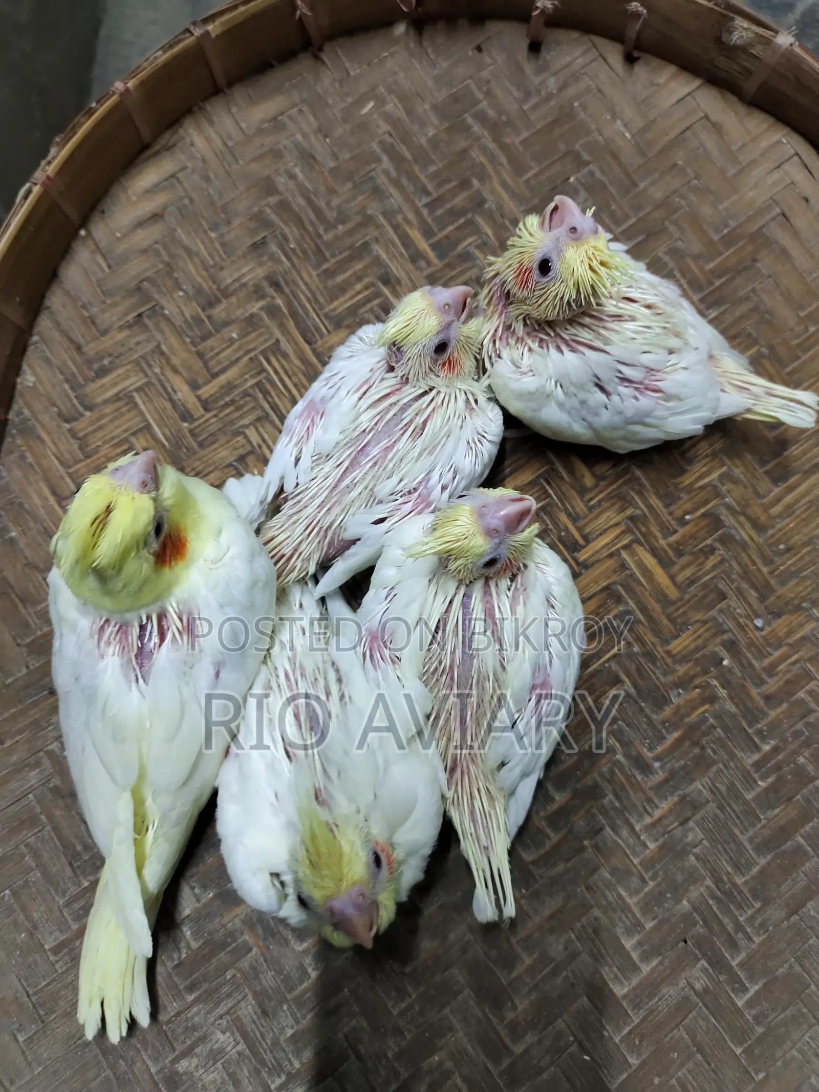 টেম সাইজ লুটিনো ককাটেল