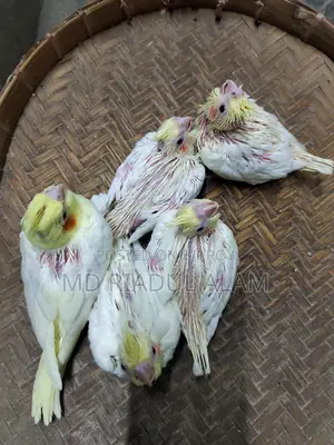 টেম সাইজ লুটিনো ককাটেল