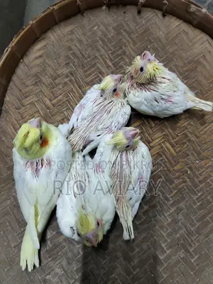 টেম সাইজ লুটিনো ককাটেল