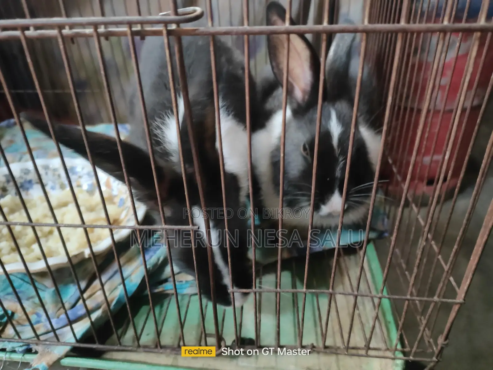 Baby Rabbits and Adult Male Rabbits