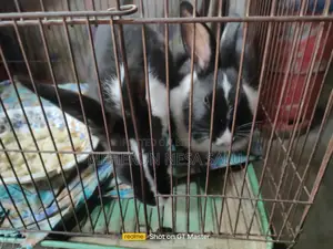 Baby Rabbits and Adult Male Rabbits