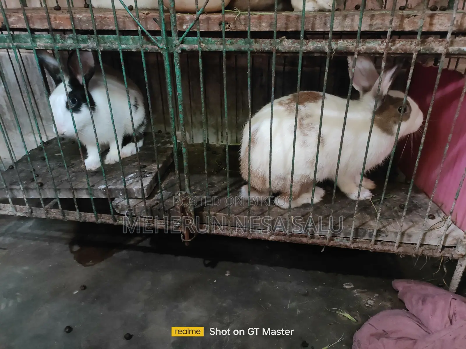 Baby Rabbits and Adult Male Rabbits
