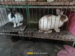 Baby Rabbits and Adult Male Rabbits