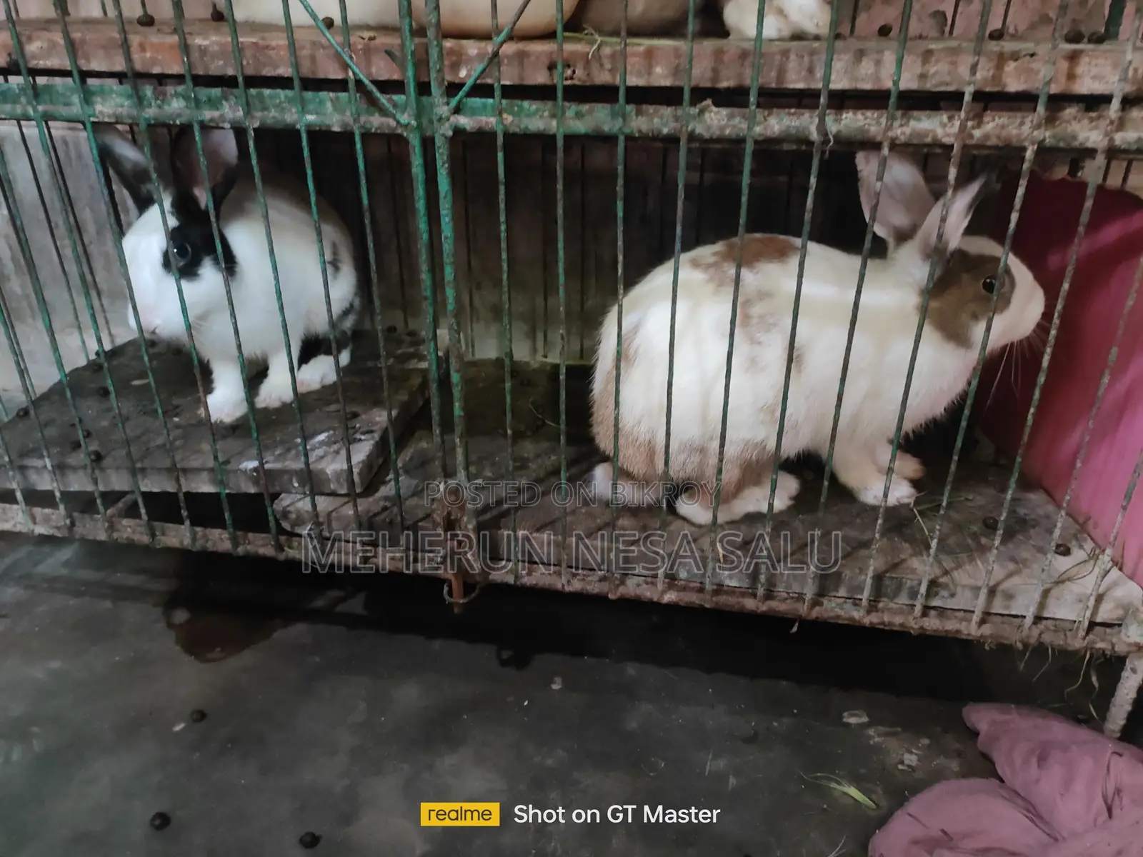 Baby Rabbits and Adult Male Rabbits