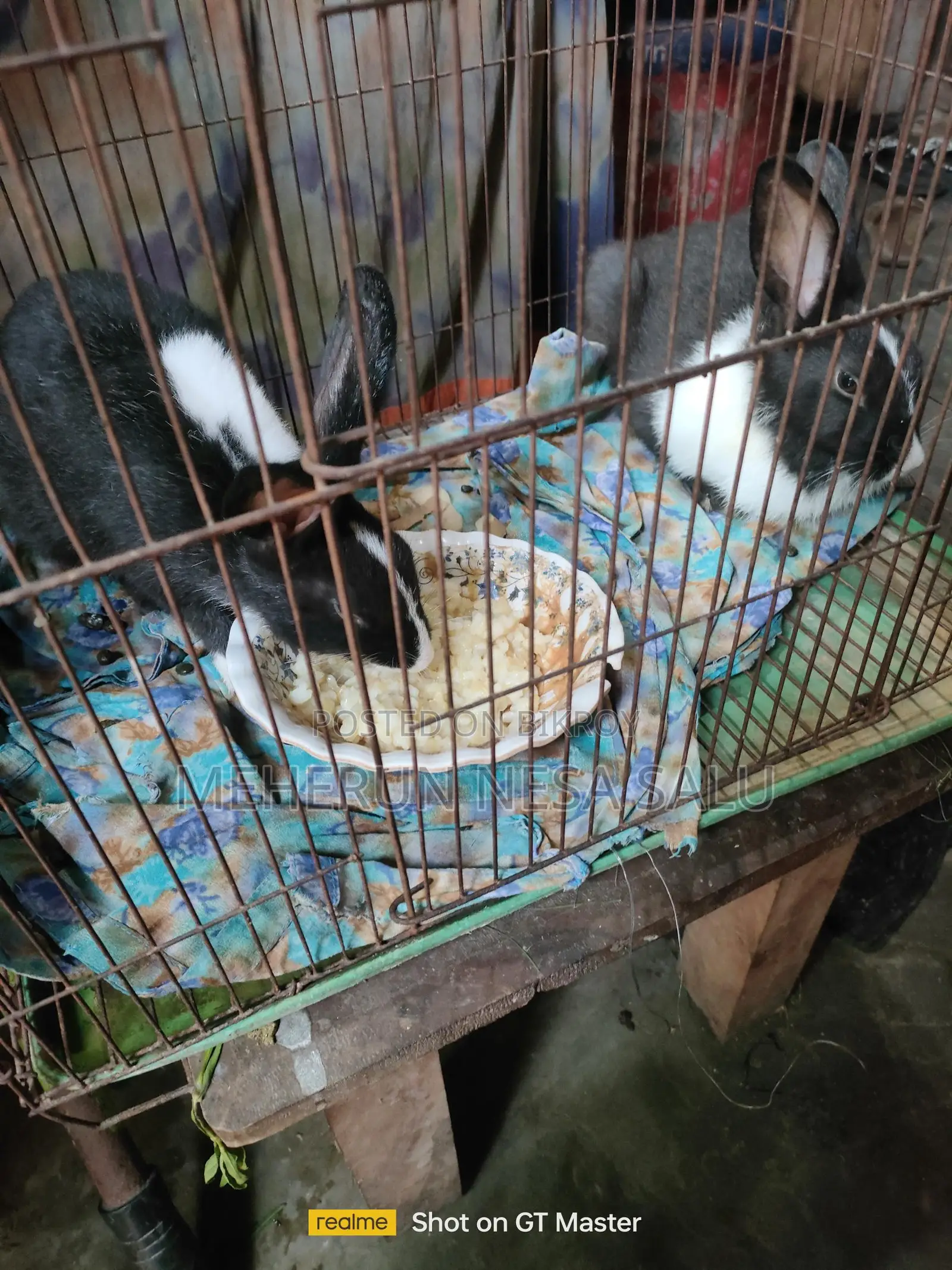 Baby Rabbits and Adult Male Rabbits