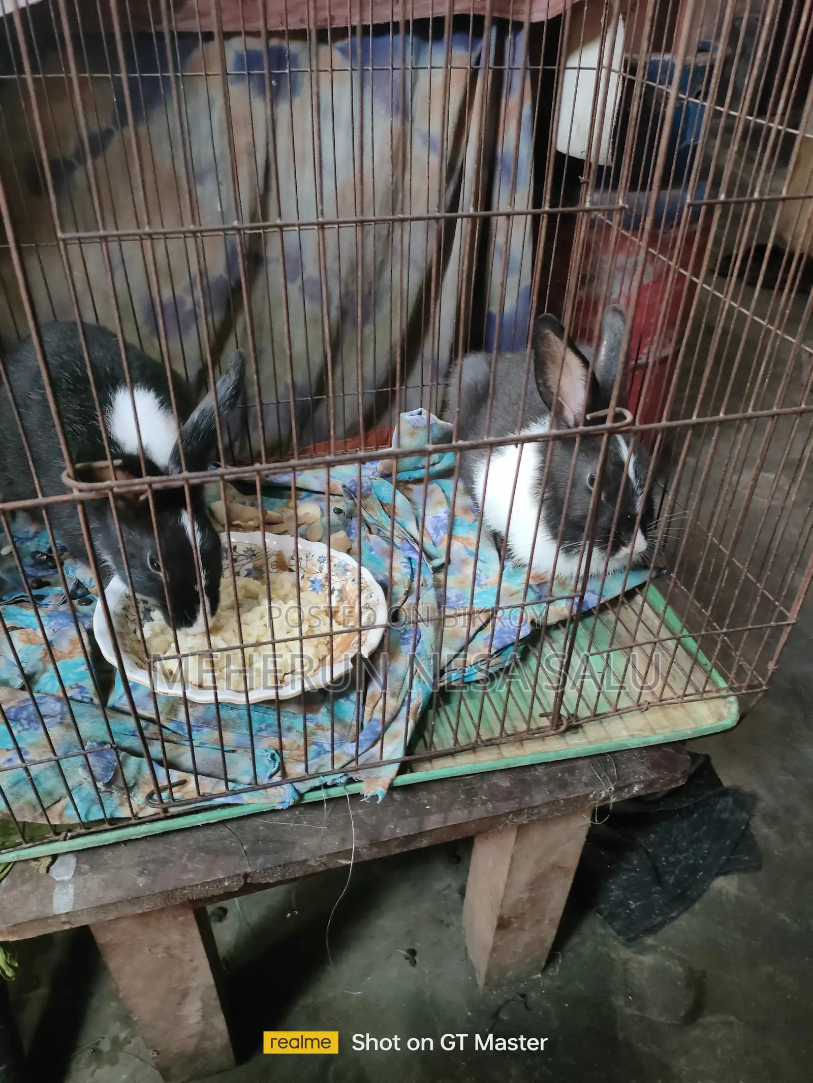 Baby Rabbits and Adult Male Rabbits