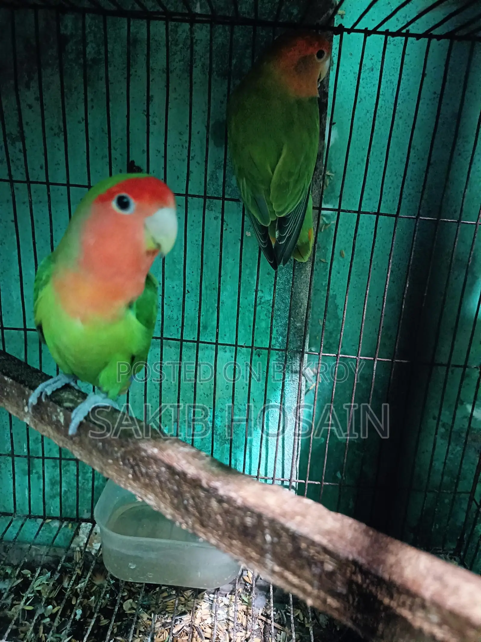 লাভ বার্ড পাখি ও কোকাটেল