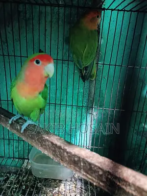 লাভ বার্ড পাখি ও কোকাটেল