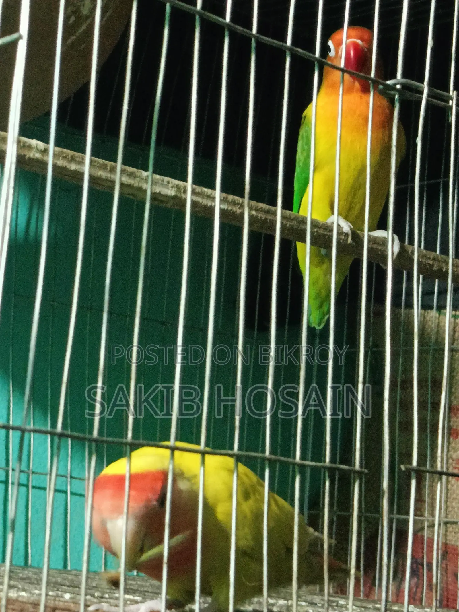 লাভ বার্ড পাখি ও কোকাটেল