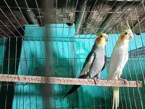লাভ বার্ড পাখি ও কোকাটেল