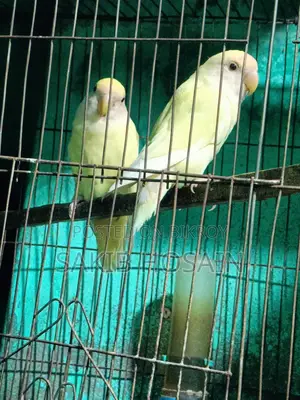 লাভ বার্ড পাখি ও কোকাটেল