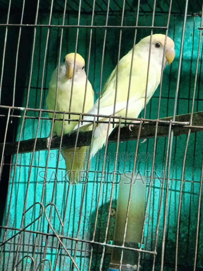 লাভ বার্ড পাখি ও কোকাটেল