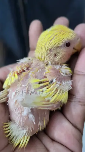Tame size, tame, semi-adult lovebirds